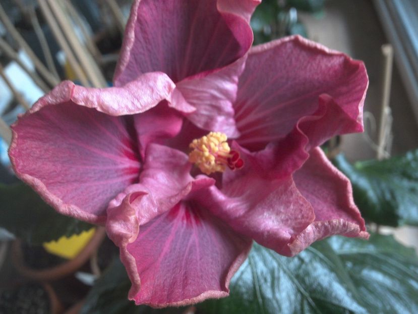 WIN_20180122_101142 - Tahitian Raspberry Star