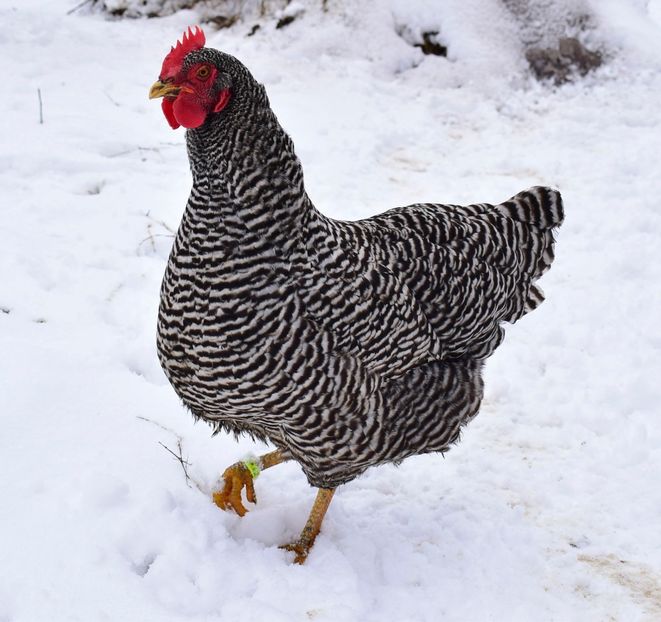 gaini amrock - Amrock