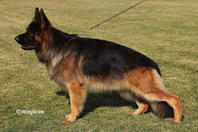 IMG-20180122-WA0038 - Ciobănesti Germani