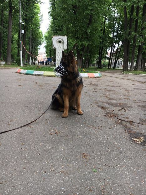 IMG-20180122-WA0031 - Ciobănesti Germani