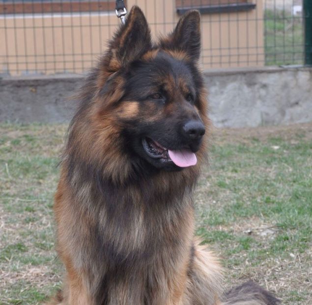 IMG-20180122-WA0035 - Ciobănesti Germani