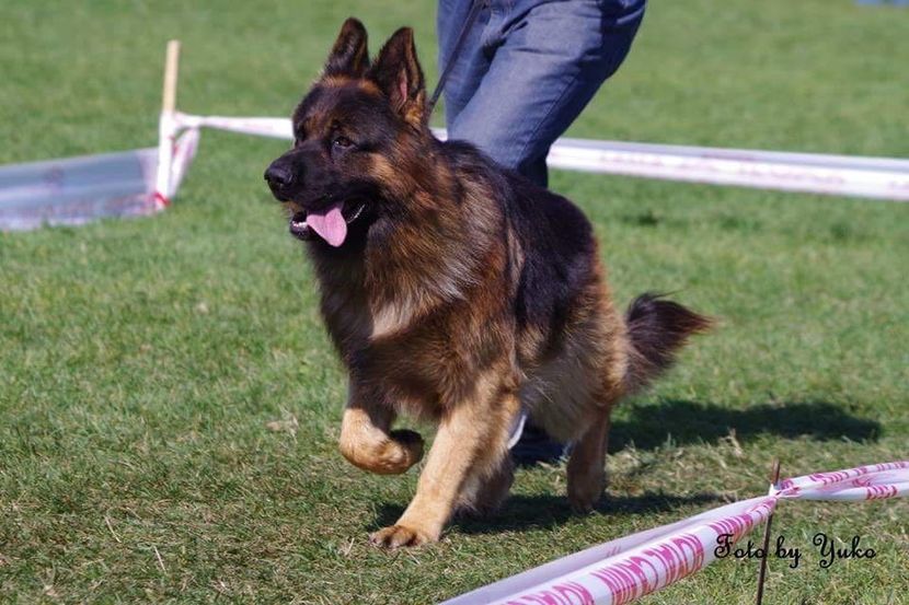 IMG-20180122-WA0037 - Ciobănesti Germani