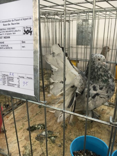 1D8D6CF4-2CA7-4AEE-B6CC-7F210C933C0F - VOLTATI INDIENI MASCULI