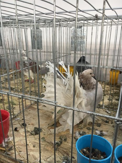 B0149442-1AAD-4FF4-9C18-5EEEA213FE6B - VOLTATI INDIENI FEMELE