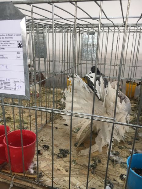 C00C2226-4779-4F4B-85EA-615A953A87D3 - VOLTATI INDIENI FEMELE