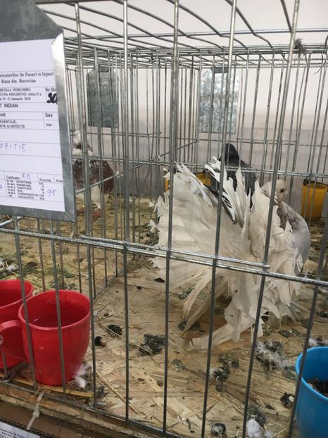 2B42E9A4-4368-41FE-BBEE-62DA70B3A799 - VOLTATI INDIENI FEMELE