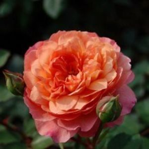 rose de gerberoy - COLECTIA DE TRANDAFIRI