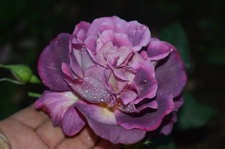 acelasi - COLECTIA DE TRANDAFIRI