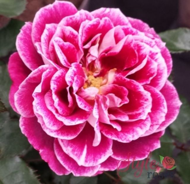 acelasi - COLECTIA DE TRANDAFIRI