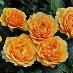 amber queen - COLECTIA DE TRANDAFIRI