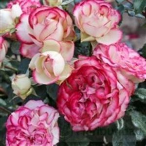 mauritius - COLECTIA DE TRANDAFIRI