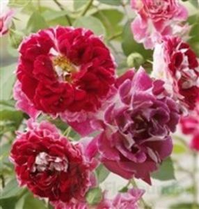 sparkling ruffles - COLECTIA DE TRANDAFIRI