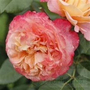 augusta luise - COLECTIA DE TRANDAFIRI