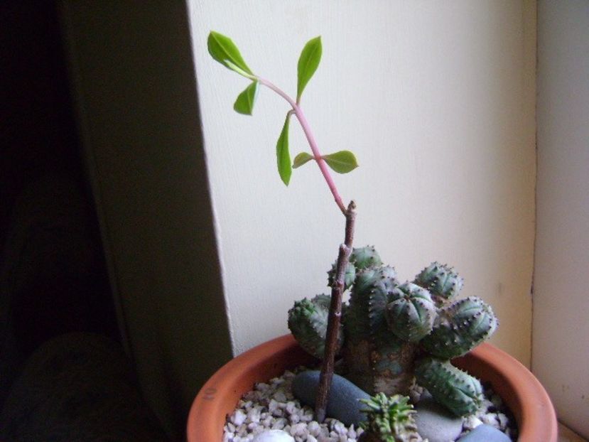 Talinum paniculatum, inceput de vegetatie - Caudiciforme si bulbi 2018