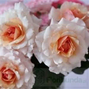 marjolaine - COLECTIA DE TRANDAFIRI