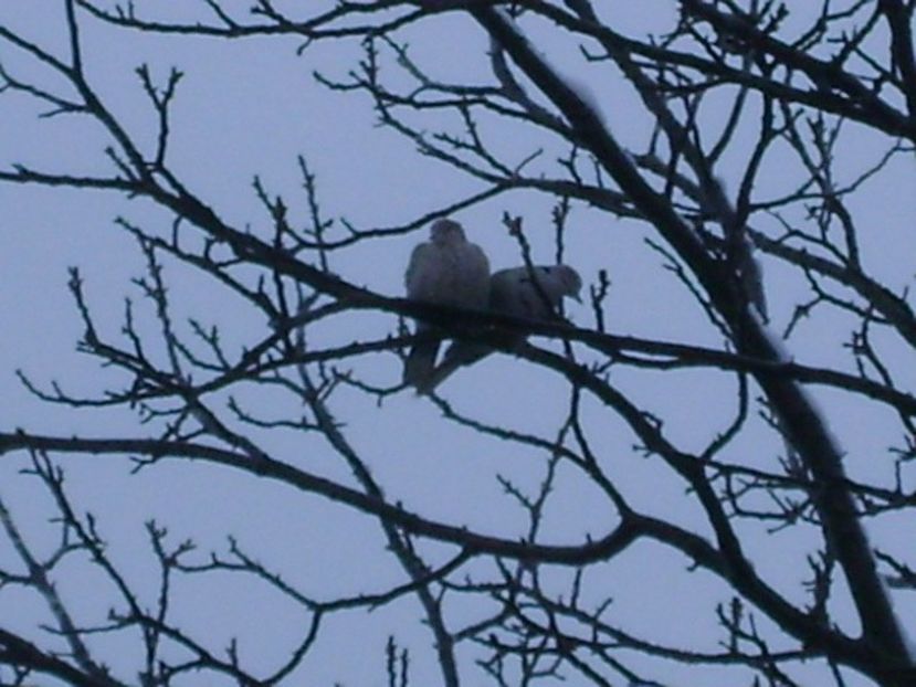 Amor geros in nuc - v Iarna 2016-2017-2018