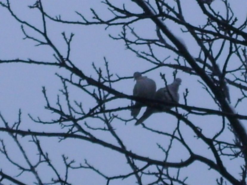 Amor geros in nuc - v Iarna 2016-2017-2018