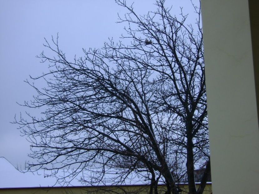 Amor geros in nuc - v Iarna 2016-2017-2018