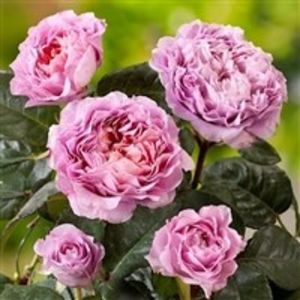 eisvogel - COLECTIA DE TRANDAFIRI