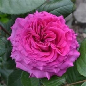 chartreuse de parme - COLECTIA DE TRANDAFIRI