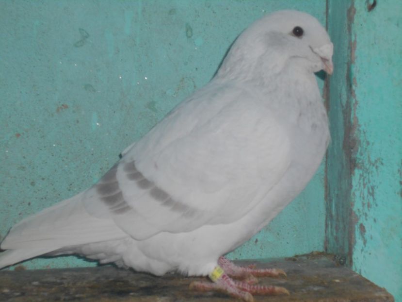 Picture 1604 - Masculi argintii pt 2018