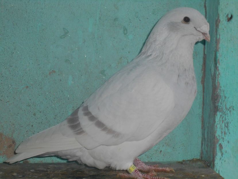 Picture 1603 - Masculi argintii pt 2018