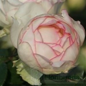 biedermeier - COLECTIA DE TRANDAFIRI