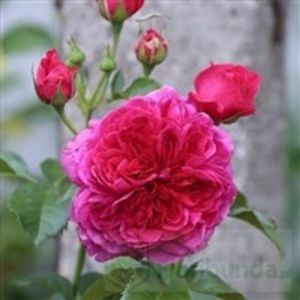 soul - COLECTIA DE TRANDAFIRI