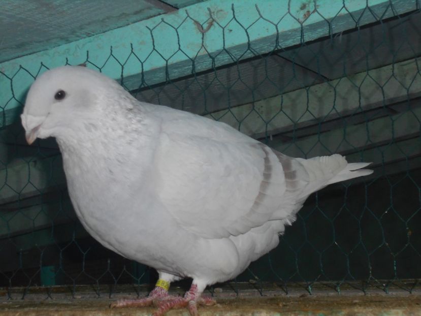 Picture 1545 - Masculi argintii pt 2018