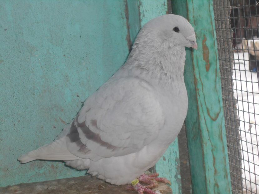 Picture 1598 - Masculi argintii pt 2018