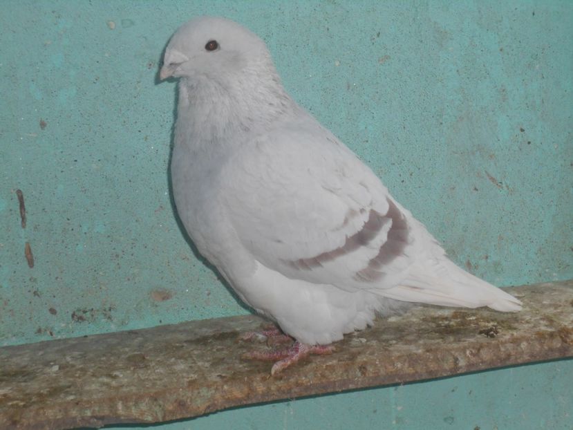 Picture 1596 - Masculi argintii pt 2018