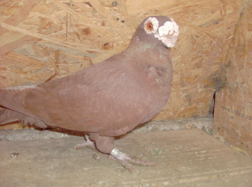 mascul 2014 - Carunculati de oradea