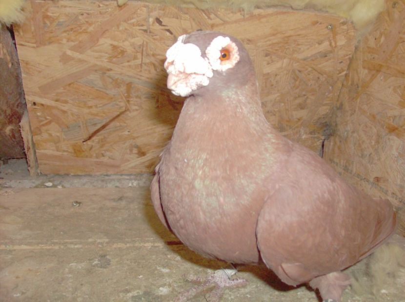  - Carunculati de oradea