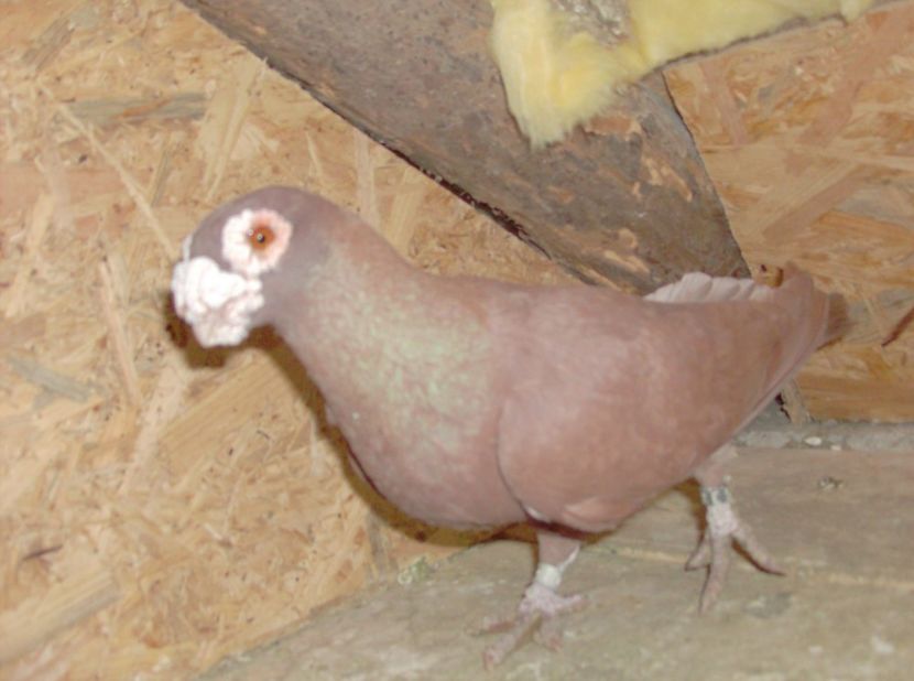  - Carunculati de oradea