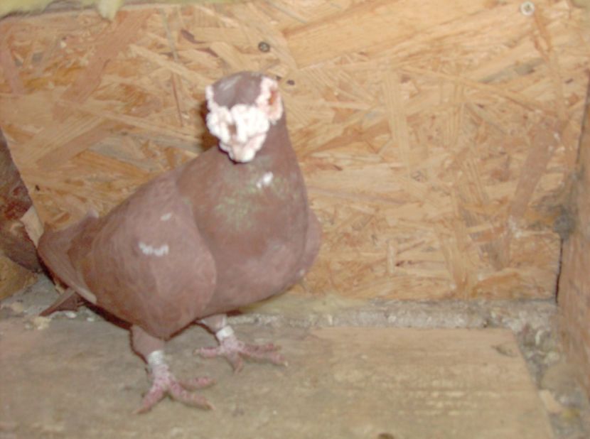  - Carunculati de oradea