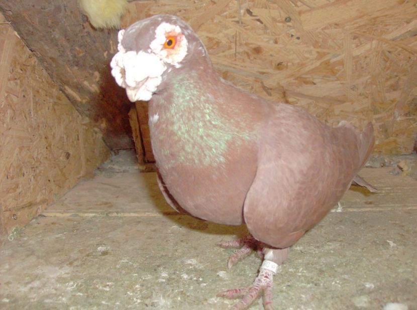  - Carunculati de oradea