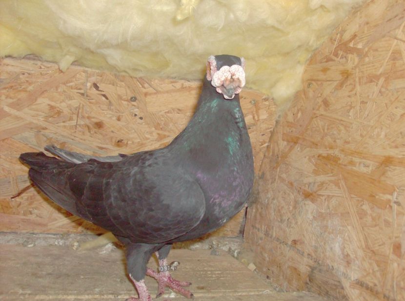 mascul 2014 - Carunculati de oradea