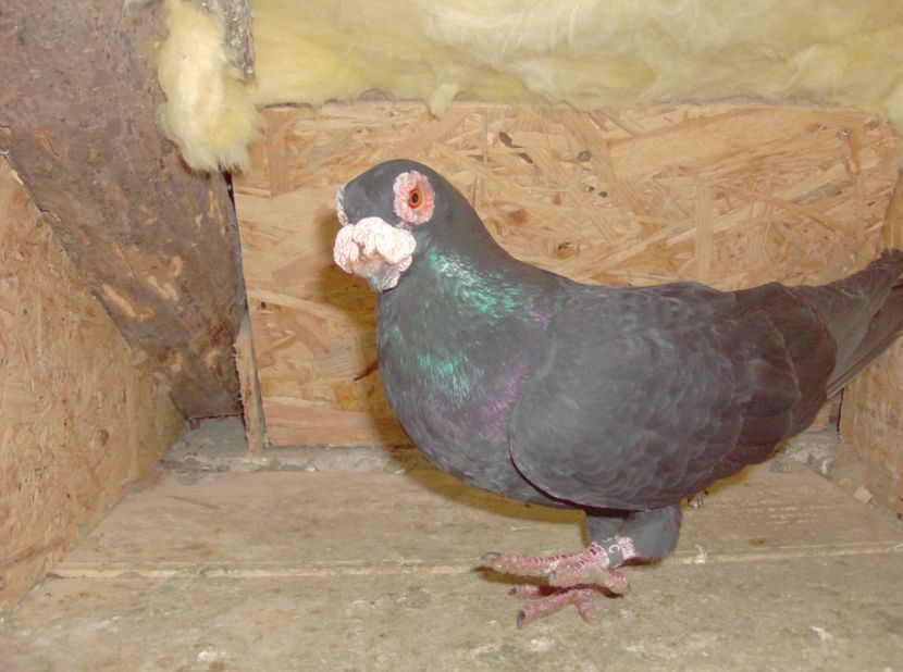  - Carunculati de oradea