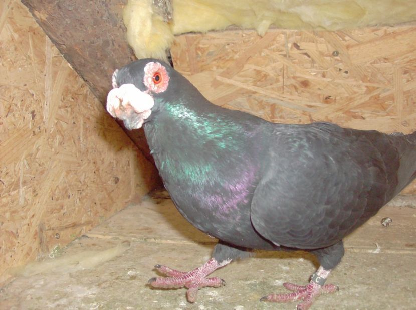  - Carunculati de oradea