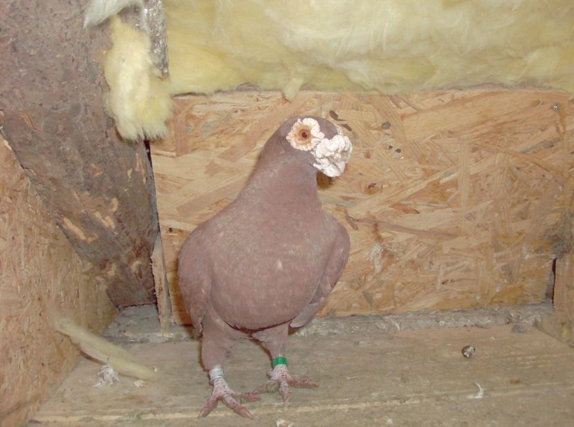 mascul 2013 - Carunculati de oradea