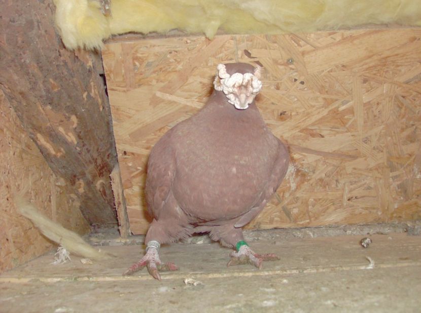  - Carunculati de oradea