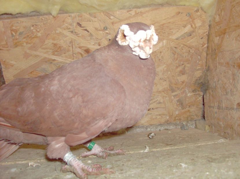  - Carunculati de oradea