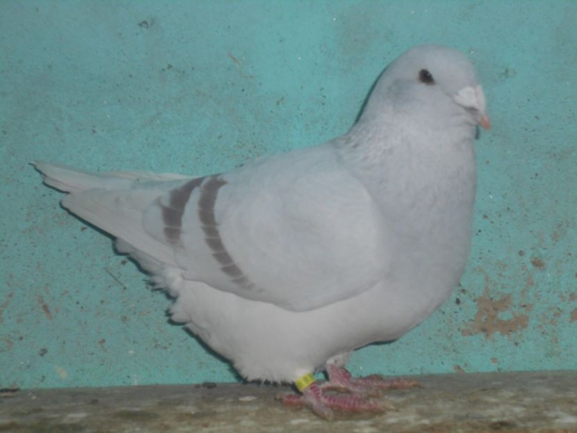 Picture 1595 - Masculi argintii pt 2018