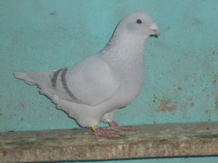 Picture 1593 - Masculi argintii pt 2018