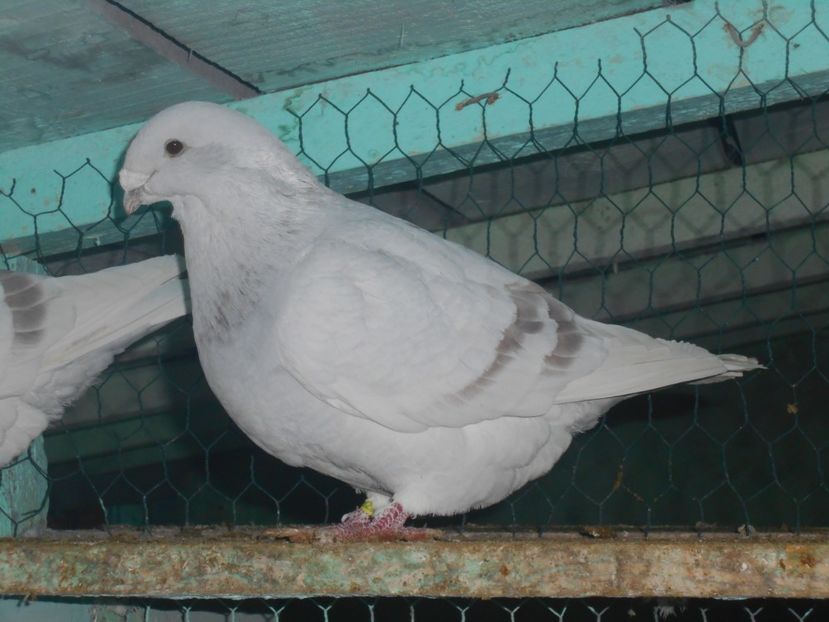 Picture 1554 - Masculi argintii pt 2018