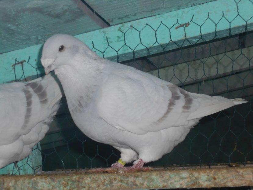 Picture 1556 - Masculi argintii pt 2018