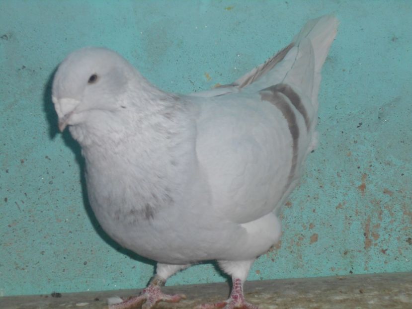 Picture 1583 - Masculi argintii pt 2018