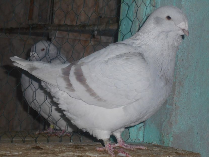 Picture 1586 - Masculi argintii pt 2018