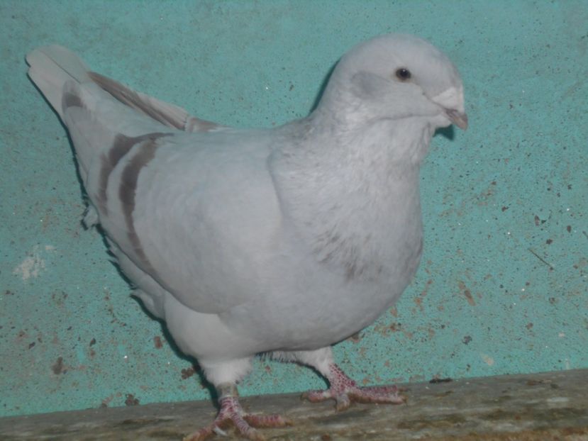 Picture 1584 - Masculi argintii pt 2018