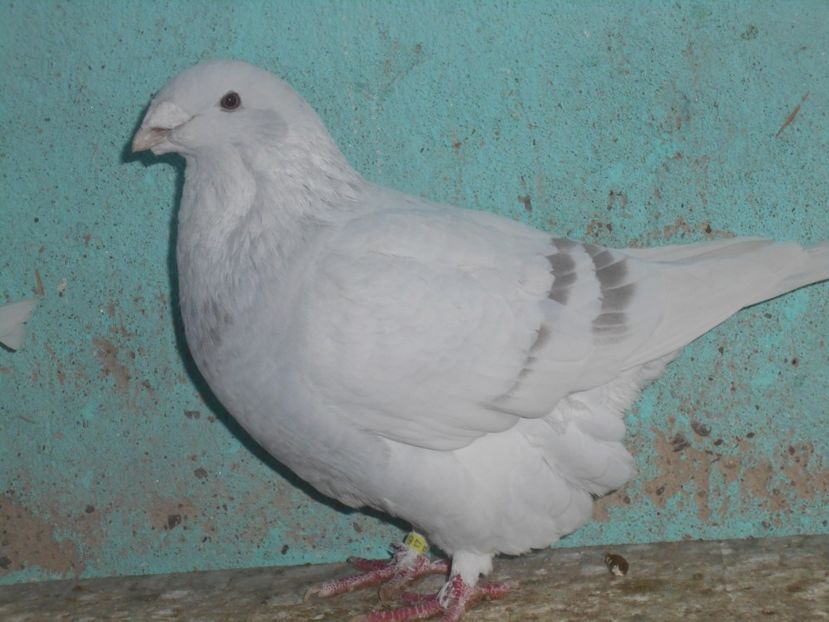 Picture 1581 - Masculi argintii pt 2018